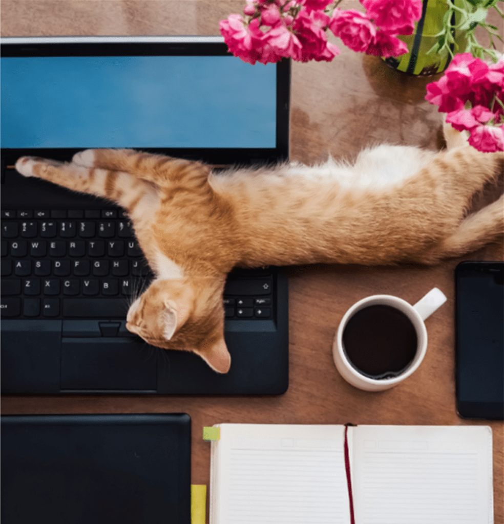 orange tabby kitten cat on laptop