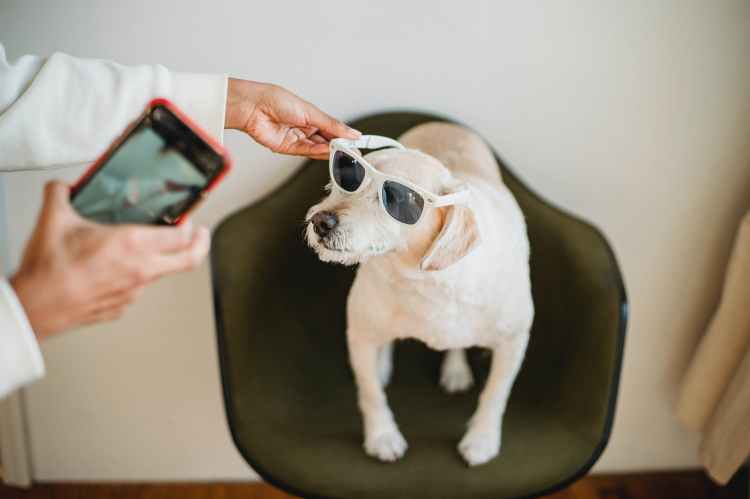 ethnic pet owner selfie dog sunglasses social media