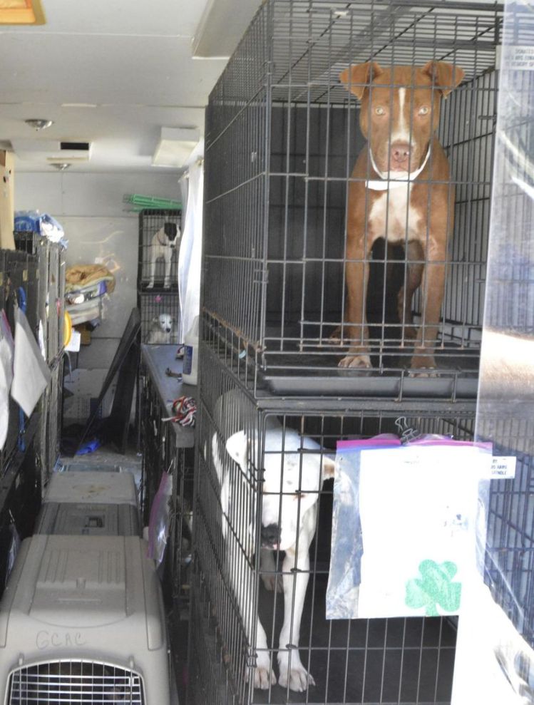 dogs, dog crates, trailer, emergency, evacuation