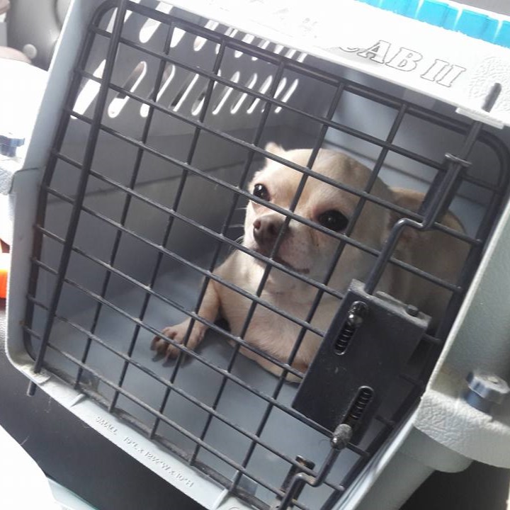 chihuahua-crate-hurricane-evacuation-disaster-response