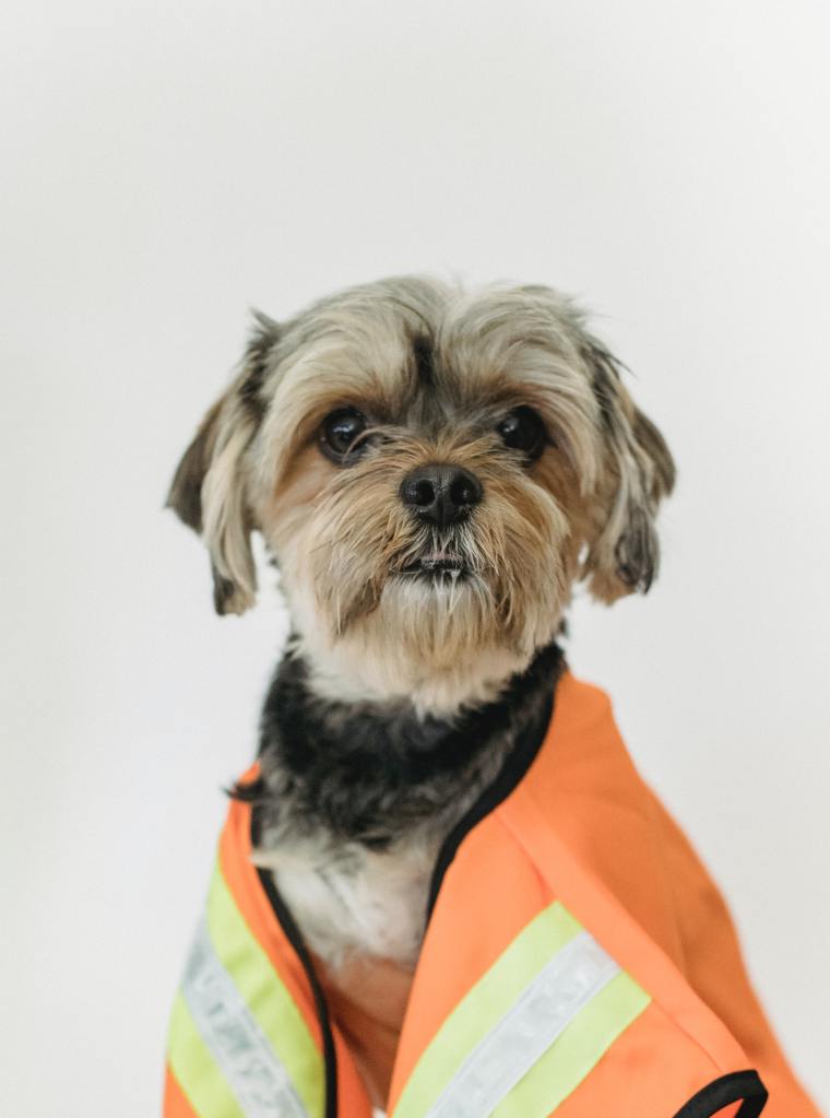 Photo by Sam Lion: https://www.pexels.com/photo/adorable-dog-in-life-jacket-on-white-background-5733425/