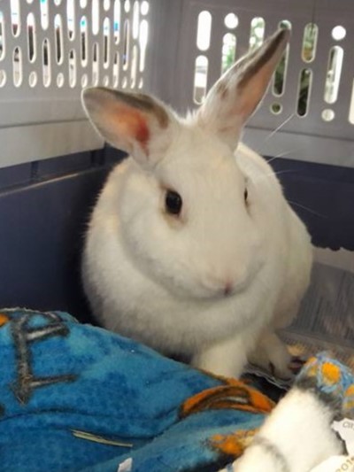 rabbit in crate with blankets and newspaper for hurricane evacuation