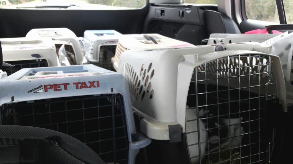photo-of-pet-crates-in-car-for-evacuation