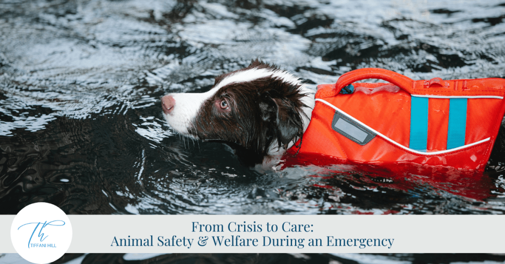 From Crisis to Care: Animal Safety & Welfare During an&nbsp;Emergency