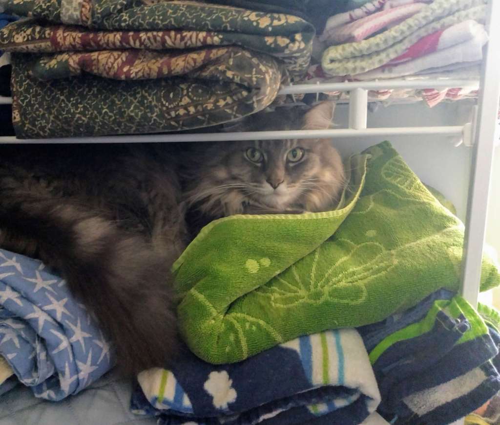 photo-of-cat-hiding-in-closet