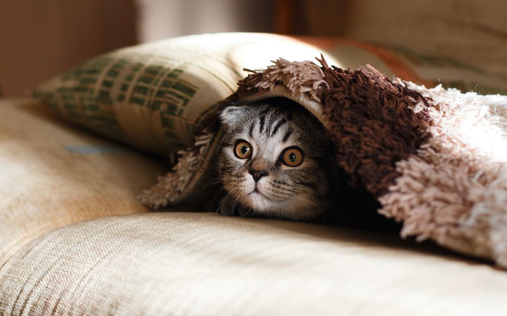 cat hiding under blanket, emergency