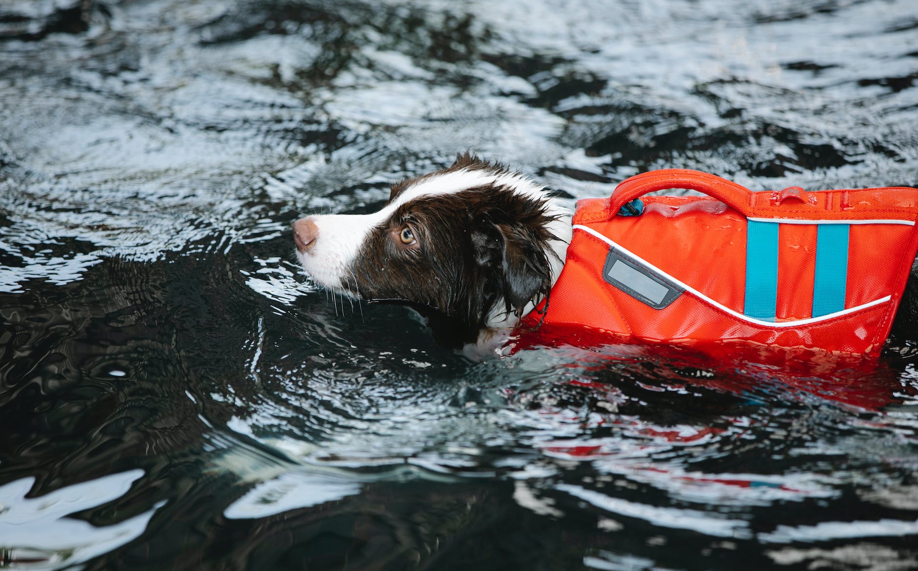 Dog-life jacket-swim-water