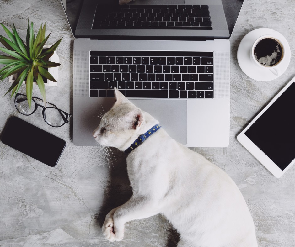 cat-on-laptop-in-business-administrative-office