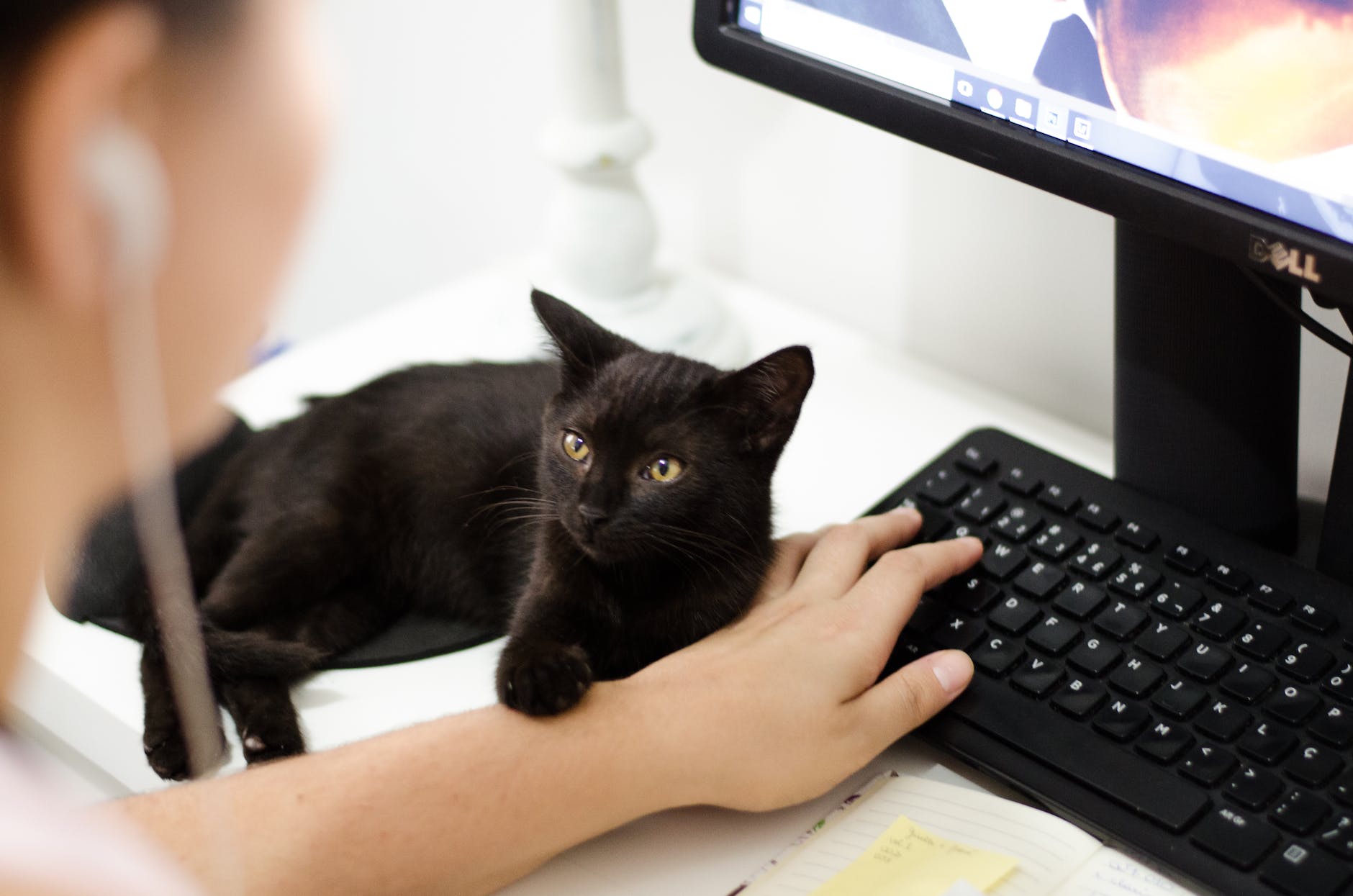 black-cat-typing-keyboard-earphones-computer-monitor