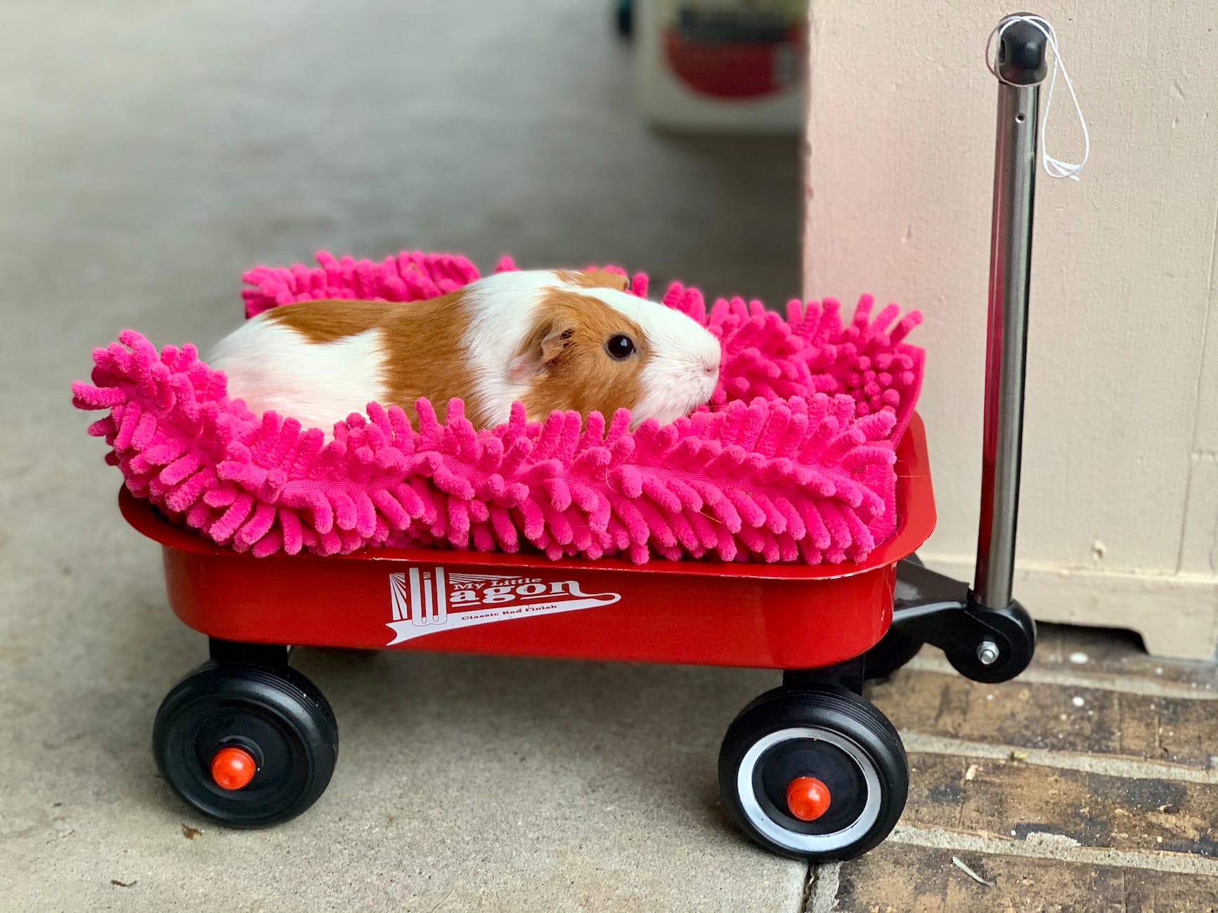 guinea-pig-with-pink-blanket-riding-in-wagon