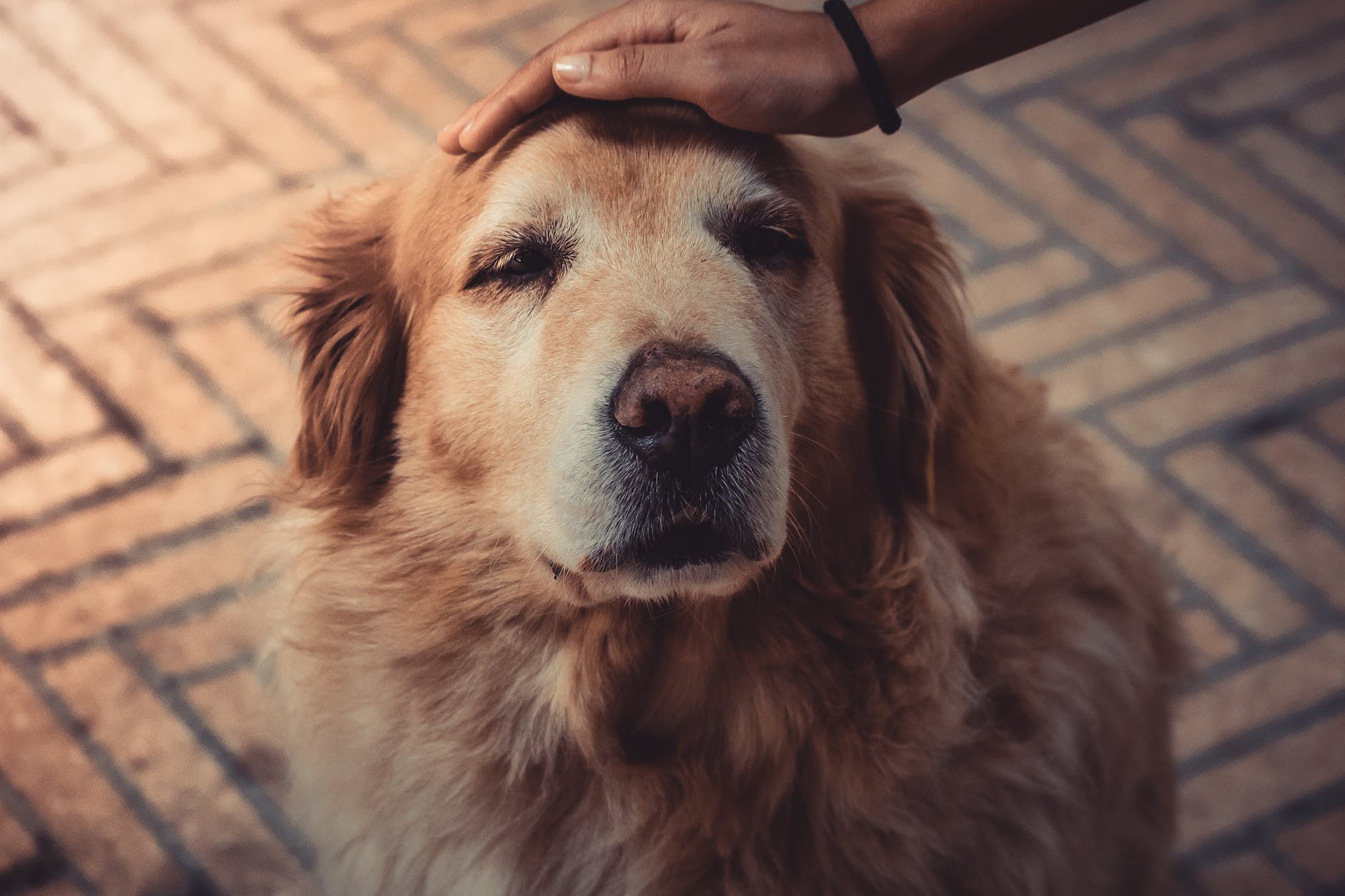 senior-dog-golden-lab-petting-affection