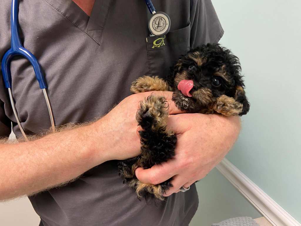 Veterinarian examining sick puppy at veterinary hospital